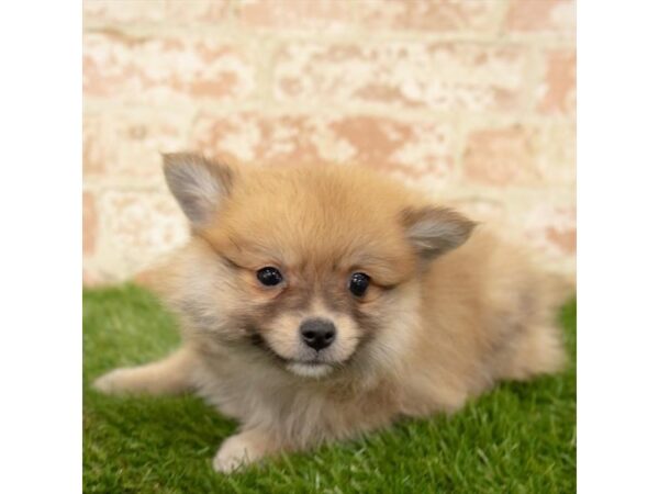 Pomeranian DOG Male Red Sable 1096 Petland Grove City