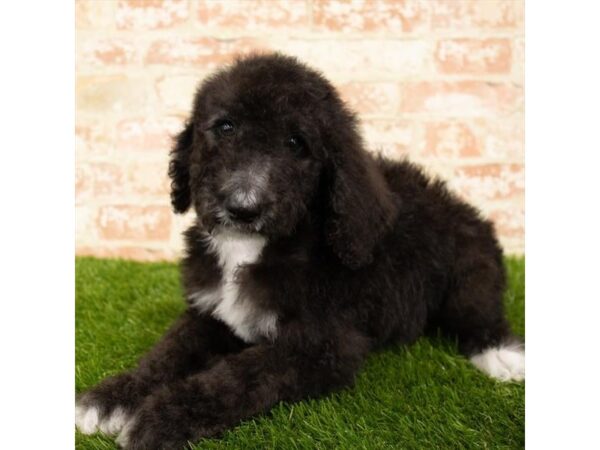 Poodle Standard DOG Male Black 1097 Petland Grove City