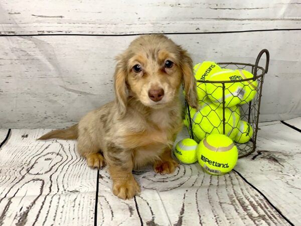 Dachshund DOG Male chocolate & tan dpl 1134 Petland Grove City