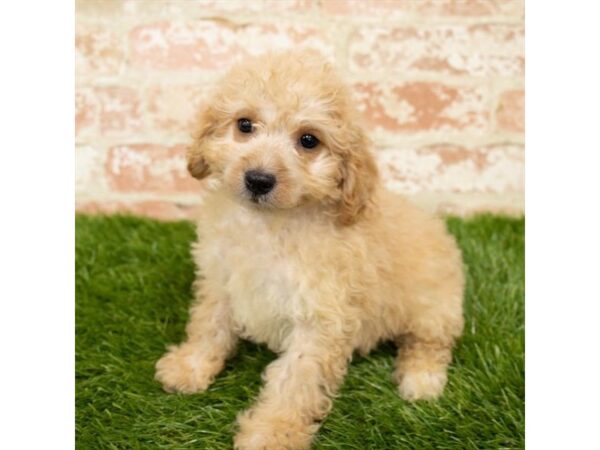Cock A Poo-DOG-Male-Apricot-1157-Petland Grove City