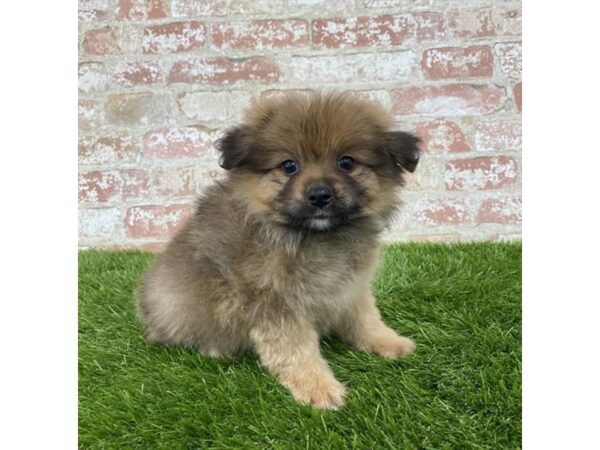 Pomeranian DOG Male Red Sable 1168 Petland Grove City
