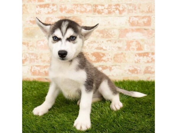 Siberian Husky DOG Female Black / White 1176 Petland Grove City