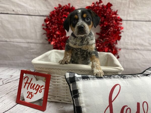 Beagle Mix DOG Male Black White / Tan 1325 Petland Grove City