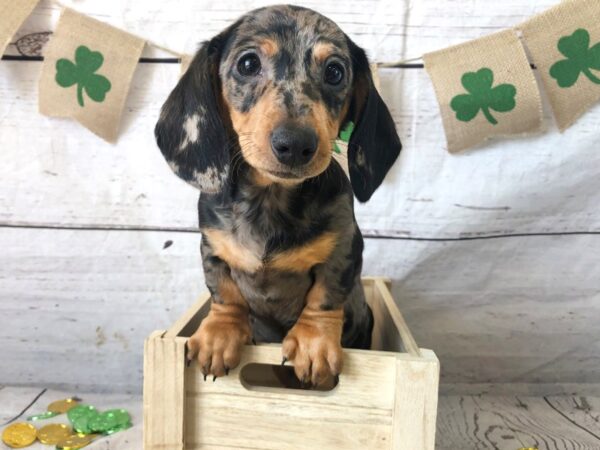 Dachshund DOG Female Black / Tan 1334 Petland Grove City