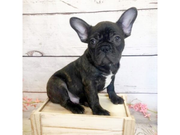 French Bulldog DOG Male Brindle 1368 Petland Grove City