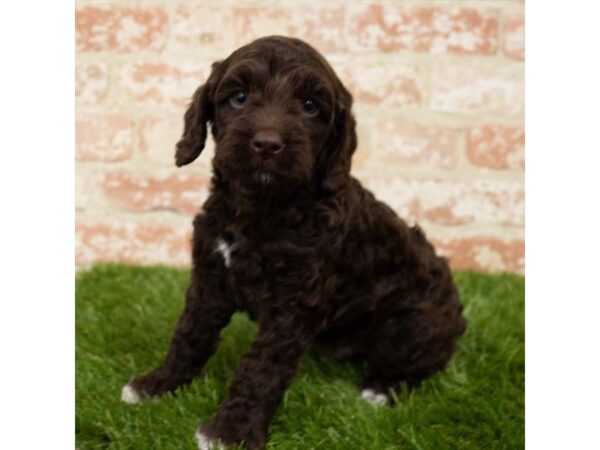 Cock A Poo DOG Male Chocolate 14887 Petland Grove City