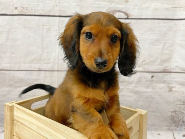 Dachshund DOG Female Wild Boar 14902 Petland Grove City