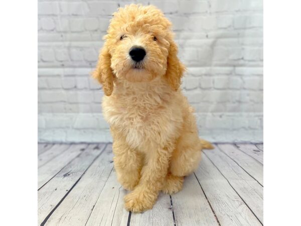F2 ST Goldendoodle DOG Male Red 14946 Petland Grove City