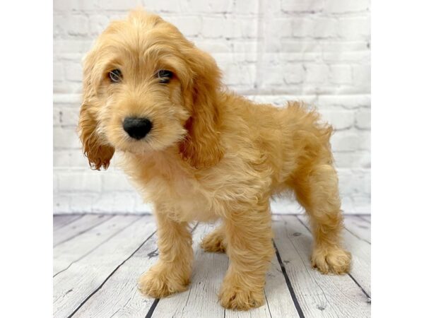 Cock A Poo-DOG-Male--14997-Petland Grove City