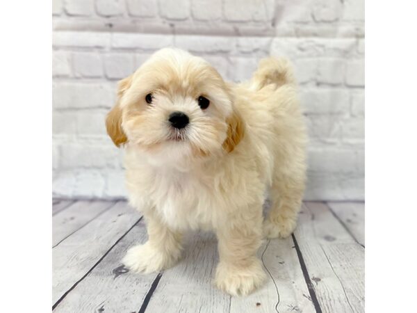 ShizaPoo DOG Male Cream 15001 Petland Grove City
