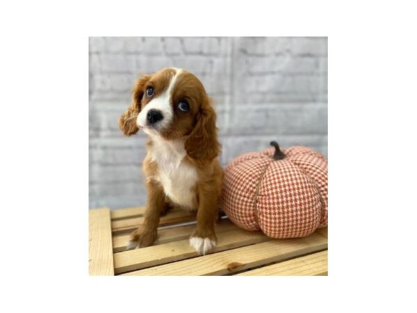 Cavalier King Charles Spaniel DOG Female Ruby 15035 Petland Grove City
