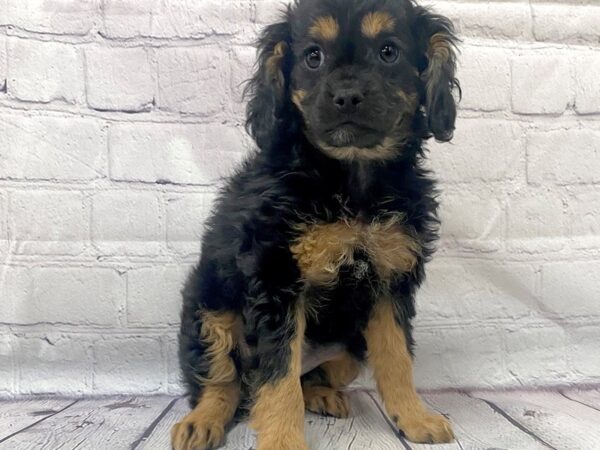 F1b Cavapoo DOG Female blk tan 15082 Petland Grove City