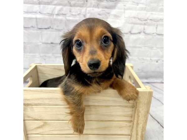 Dachshund DOG Female Wild Boar 15195 Petland Grove City