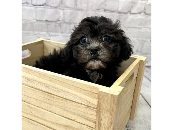 ShizaPoo-DOG-Female-Black-15221-Petland Grove City