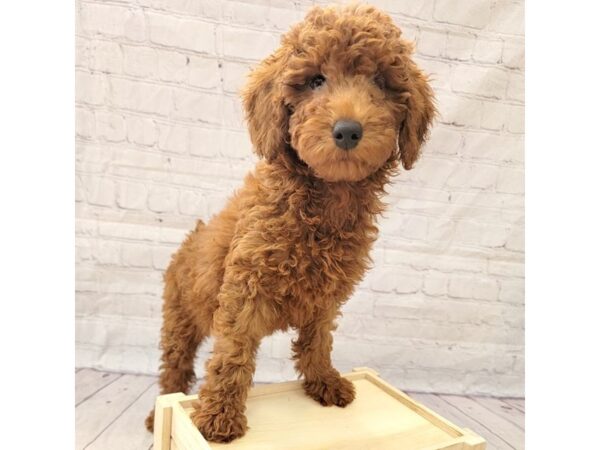 Poodle Standard-DOG-Female-Red-15247-Petland Grove City