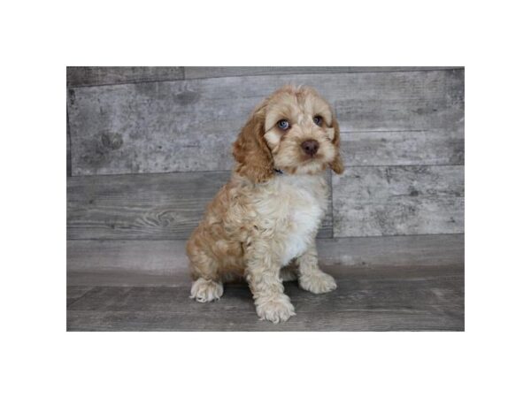 Cock A Poo-DOG-Male-Buff-15250-Petland Grove City